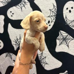 Casper - Dapple male Dachshund puppy in Spearman, Texas from Irlbeck Farm