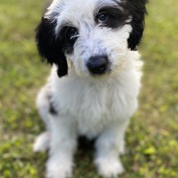Goldendoodle Puppies from Patriot Puppies
