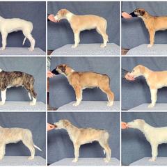 Borzoi Puppies from Rezance Borzoi