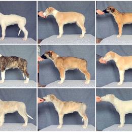 Borzoi Puppies from Rezance Borzoi