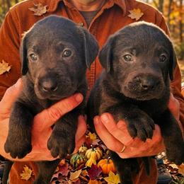 Boy 1 - Charcoal male Dilute Retriever puppy in Swanton, Ohio from SilverWater Labs