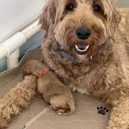 Goldendoodle Puppies from Table Rock Legacy Doodles