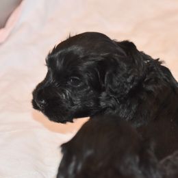 Portuguese Water Dog Puppies from Southern Splash