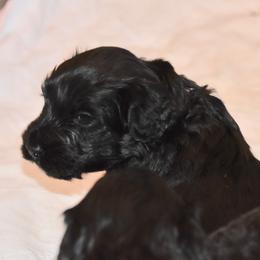 Portuguese Water Dog Puppies from Southern Splash