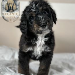 Luc - Tri-color male Bernedoodle puppy in Lecanto, Florida from Lecanto Puppy