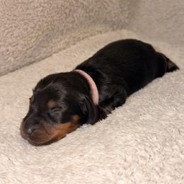Dachshund Puppies from KhloeKPuppies