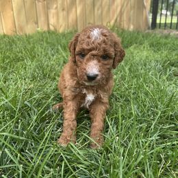 McKinley (Light pink) - Parti female Goldendoodle puppy in Casper, Wyoming from 307 Doodles