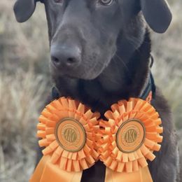 Labrador Retrievers from Top Game Retrievers