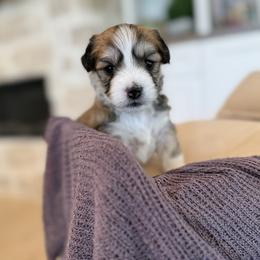 Bernedoodle, Cavapoo, Havanese, and Havapoo Puppies from Lady Paws Puppies - Cassie