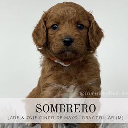 SOMBRERO - gray orange Collar - Red  male Goldendoodle puppy in Watertown, New York from True Friend Doodles