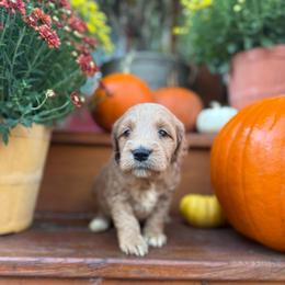Smores - Apricot male Goldendoodle puppy in Jacksonville, Florida from Dandelion Doodles