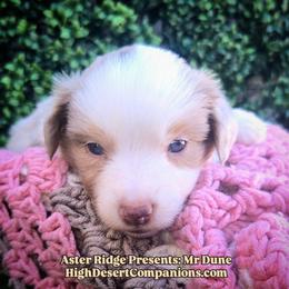 Mr. Dune - Red merle male Toy Australian Shepherd puppy in Dolan Springs, Arizona from High Desert Companions