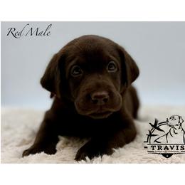 Red - Chocolate male Labrador Retriever puppy in San Diego County, California from Travis’ Chocolate Labradors