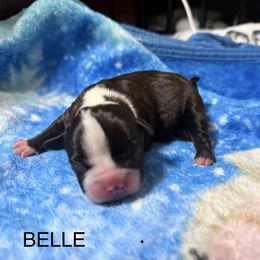Belle - Black and white female Boston Terrier puppy in Monroeton, Pennsylvania from Molly & Hailey’s Boston Terrier Pups