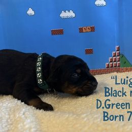 Luigi - Black and rust male Doberman Pinscher puppy in Ohio from The Dober Den