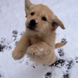 Golden Retriever Puppies from Rainbow Goldens