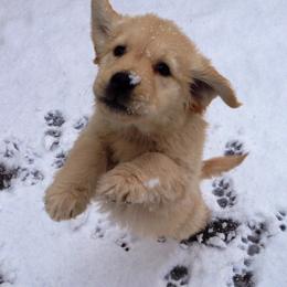 Golden Retriever Puppies from Rainbow Goldens