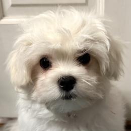 Small Male (Red collar) - White male Maltese puppy in Trinity, Alabama from Tina's Maltese