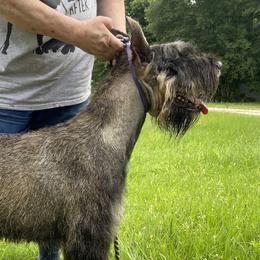 Nina - Giant Schnauzer