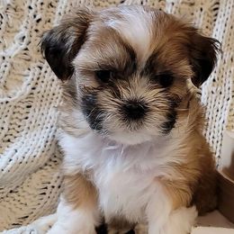 Shichons and Shih Tzus from Willow River