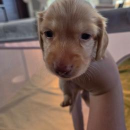 Black - Cream male Dachshund puppy in Lebanon, Missouri from Helping Hands, LLC