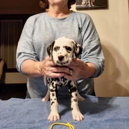 Yellow collar - Mantis - White and black female Dalmatian puppy in Hagerstown, Maryland from Stagecoach Dalmatians