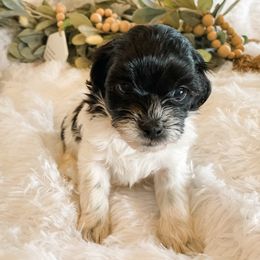 Cavapoo and Havapoo Puppies from Perfectly Playful Doodles