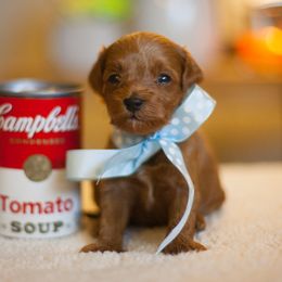 Goldendoodle Puppies from Snowfire Doodles
