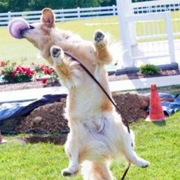 Golden Retrievers from Hearthrob Goldens
