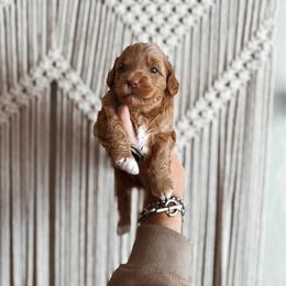 Nutella - Yellow and white female Bernedoodle puppy in Shingle Springs, California from Kindred Oak Goldendoodles