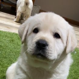 Labrador Retriever Puppies from Hickory Creek Labs
