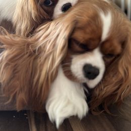 Cavalier King Charles Spaniels from Bella Notte Cavaliers