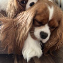 Cavalier King Charles Spaniels from Bella Notte Cavaliers