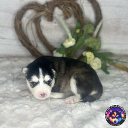 Lorelai - Black and white female Pomsky puppy in Schaumburg, Illinois from Lake in the hills Pomskies