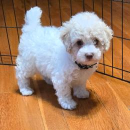 Kentucky - Parti male Poodle puppy in Covington, Virginia from A  Gift from above kennel,  LLC