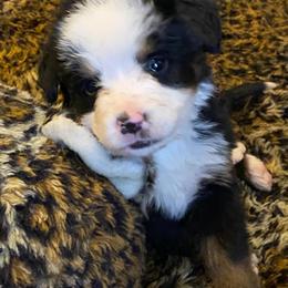 Esme - Tri-color female Bernese Mountain Dog puppy in Rural Retreat, Virginia from Bernese Bunker