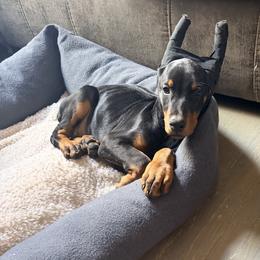 Pink Girl - Black and rust female Doberman Pinscher puppy in Mc Cook, Nebraska from Morningstar Kennel