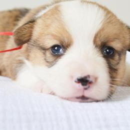 Pembroke Welsh Corgi Puppies from Farm Charm Corgis