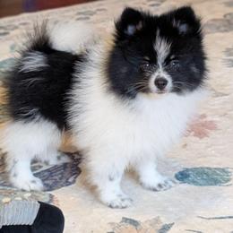 Throwback TriParti - Black parti male Pomeranian puppy in Danielsville, Georgia from PassionatePomPoms