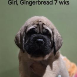Girl 2 - Fawn female Mastiff puppy in Lake Villa, Illinois from Kharisma Mastiffs