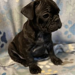 French Bulldogs from Showmo Frenchies