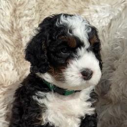 Taco - Tri-color male Bernedoodle puppy in Portland, Oregon from Sandy Creek Bernedoodles