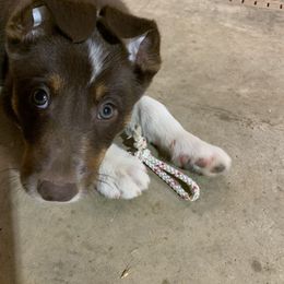 Border Collie Puppies from GTR K9 Border Collies