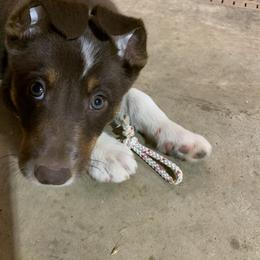 Border Collie Puppies from GTR K9 Border Collies