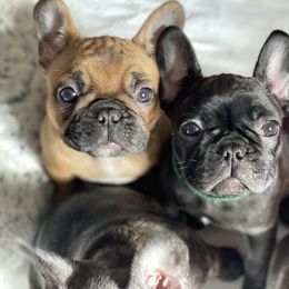 French Bulldog Puppies from Smileys French bulldogs