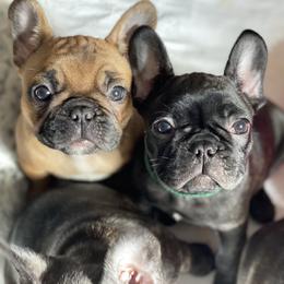 French Bulldog Puppies from Smileys French bulldogs
