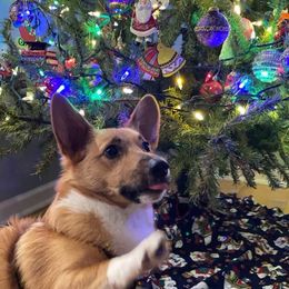 Bernese Mountain Dog and Pembroke Welsh Corgi Puppies from Highland Meadows