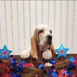Basset Hound Puppies from Twin Creek Acres