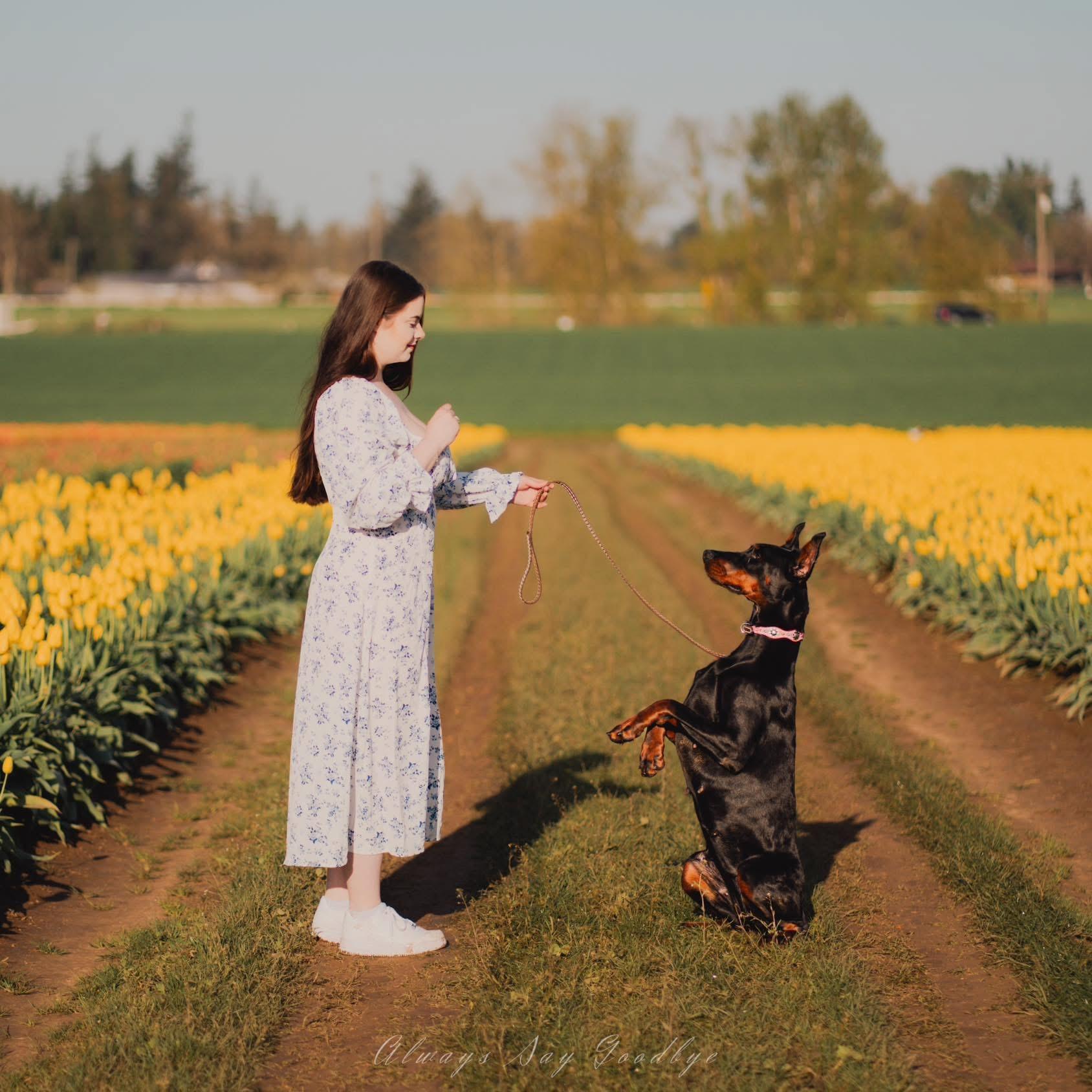 Blacklist Dobermans in Washington | Doberman Pinscher puppies
