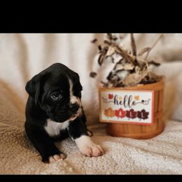 Boxer and Shih Tzu Puppies from L&L European Boxers and Shih Tzus